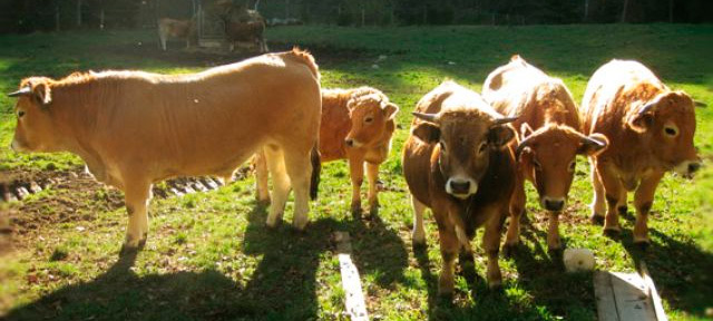 boeuf-aubrac-AB