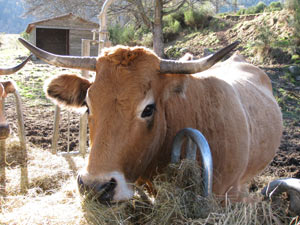 boeuf bio