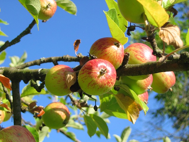 fruits bio