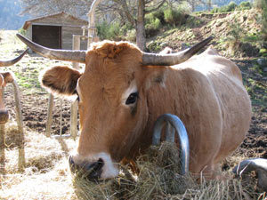 viande Aubrac bio