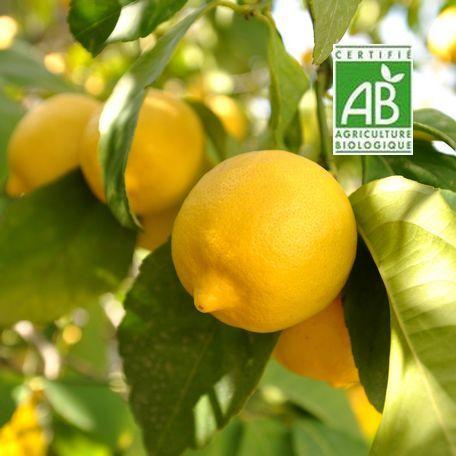 Citrons-bio AMAP BIODEVANT