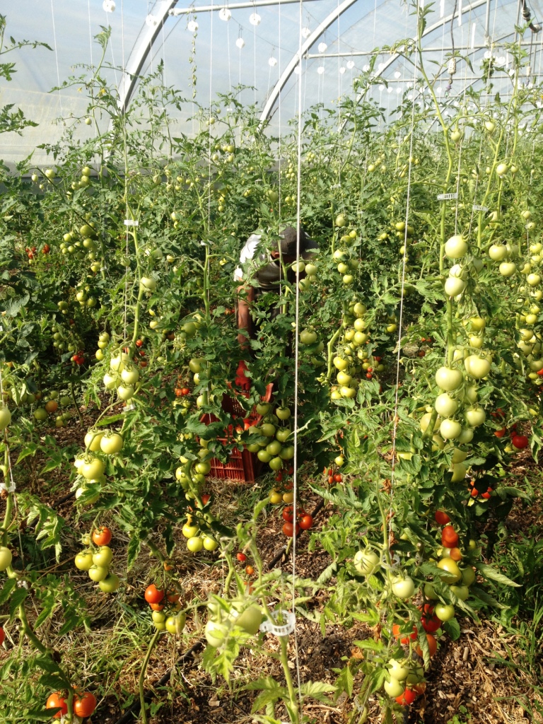 Recolte tomates