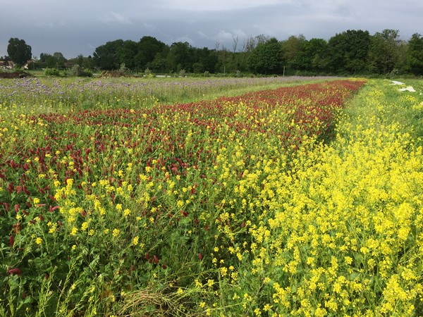 Champ de moutarde et trefle