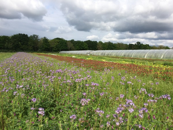 champ de fleurs (1)