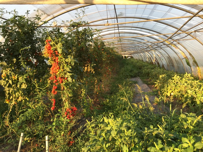 tomates cerises_aubergines